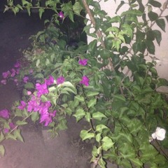 LinoleumRosesInstead - Oswald,Maximo,GOOSEELFEO [Prod. Oswald]