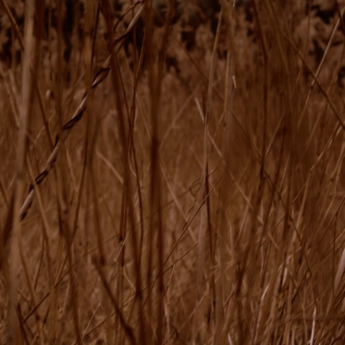 Owl Yeah & TheNumbersInTheDream - We Awake Dream Sun