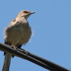 Bird On A Wire (Leonard Cohen Cover)