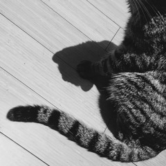 songs I think my cat likes