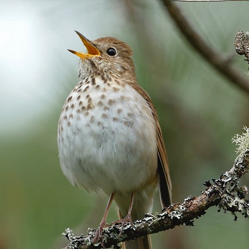 Hermit Thrush and Drip