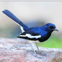 Chòe than hót mồi