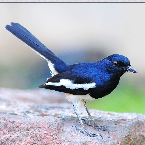 Chòe than hót mồi