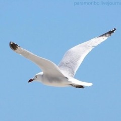 Aze Vs. A - Cray - Nebula Is Nuclear, Whatever (Northern Seagull Mash-Up)