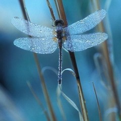 SineSpace - Не Улетай Ввысь