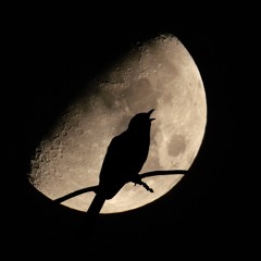 Mockingbird Nightsong