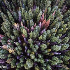Pine Trees