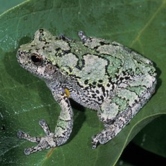 Lone Treefrog Calling