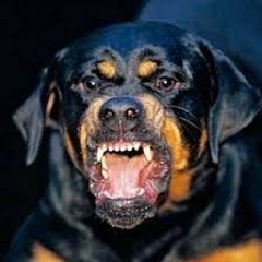 Shel-B GT Feat. Mo' - When The Dogs Come Out