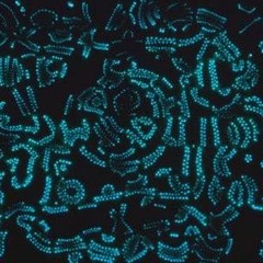 Unorthodox Freestyle