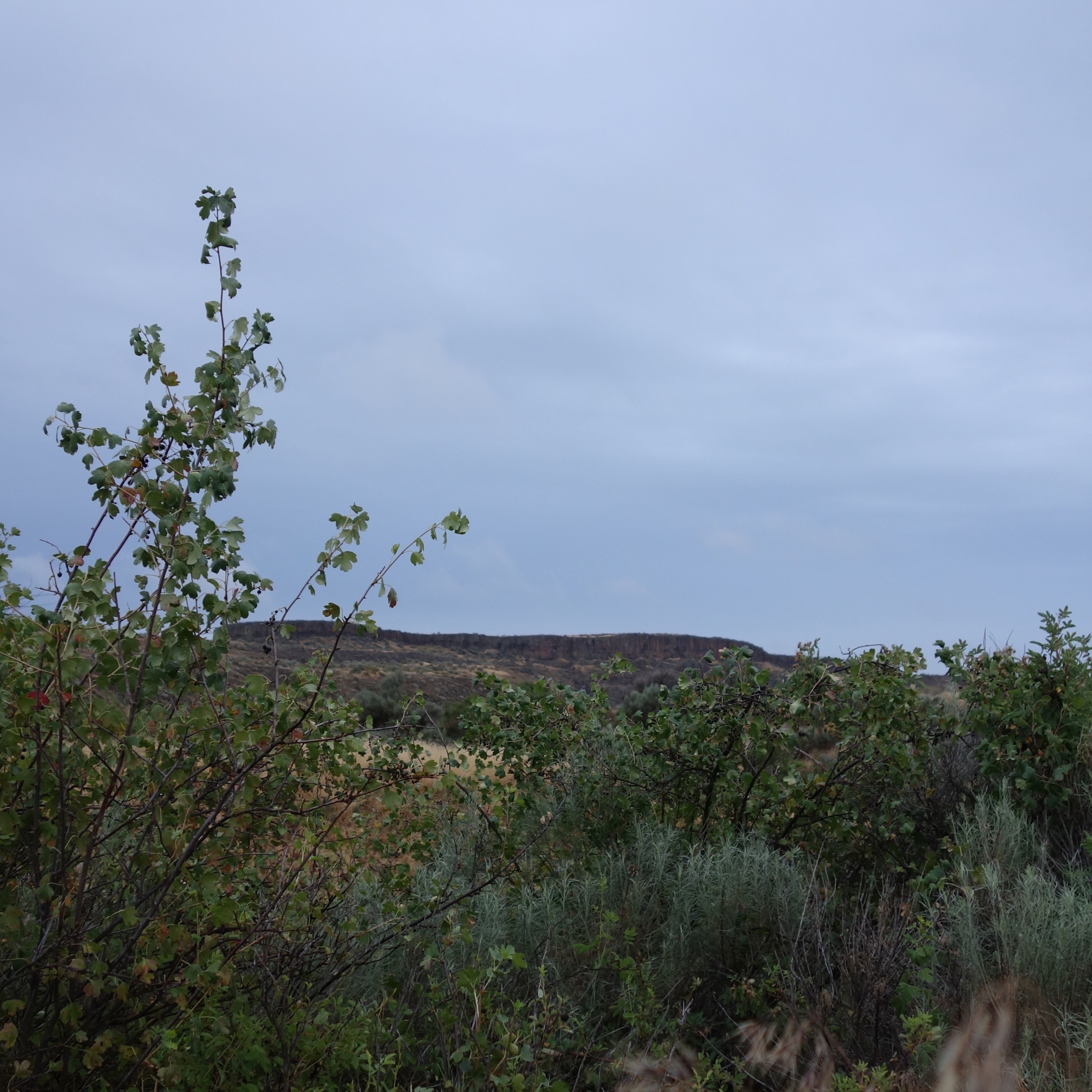 Northwest Soundscapes