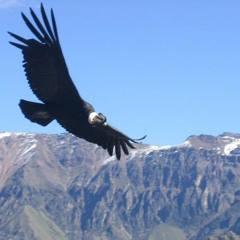 O Condor -  Léo Artese