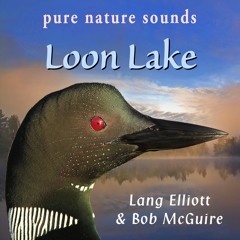 A Symphony of Loons