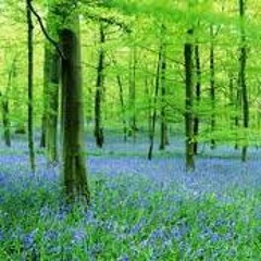 A Forest The man that plants the tree(Stoffmann Edit)