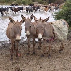 Crisis in the community: Rise in the donkey skin trade