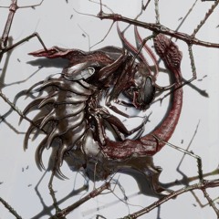 Dasychira - Vipera with Embaci