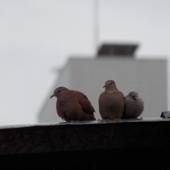 A - DUB - ANDO. DAVIDBRASILEIRO