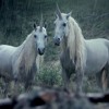 Right Here W Horse Head Prod Nedarb Mp3