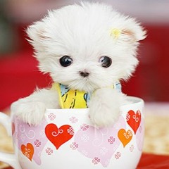 Mein Penis ist zu klein - Akustikversion