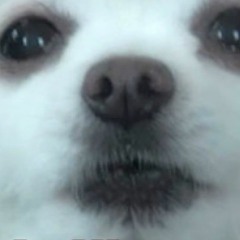 Gabe The Dog Dubs Dschinghis Khan - Moskau!