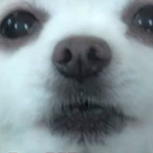 Gabe The Dog Dubs Dschinghis Khan - Moskau!