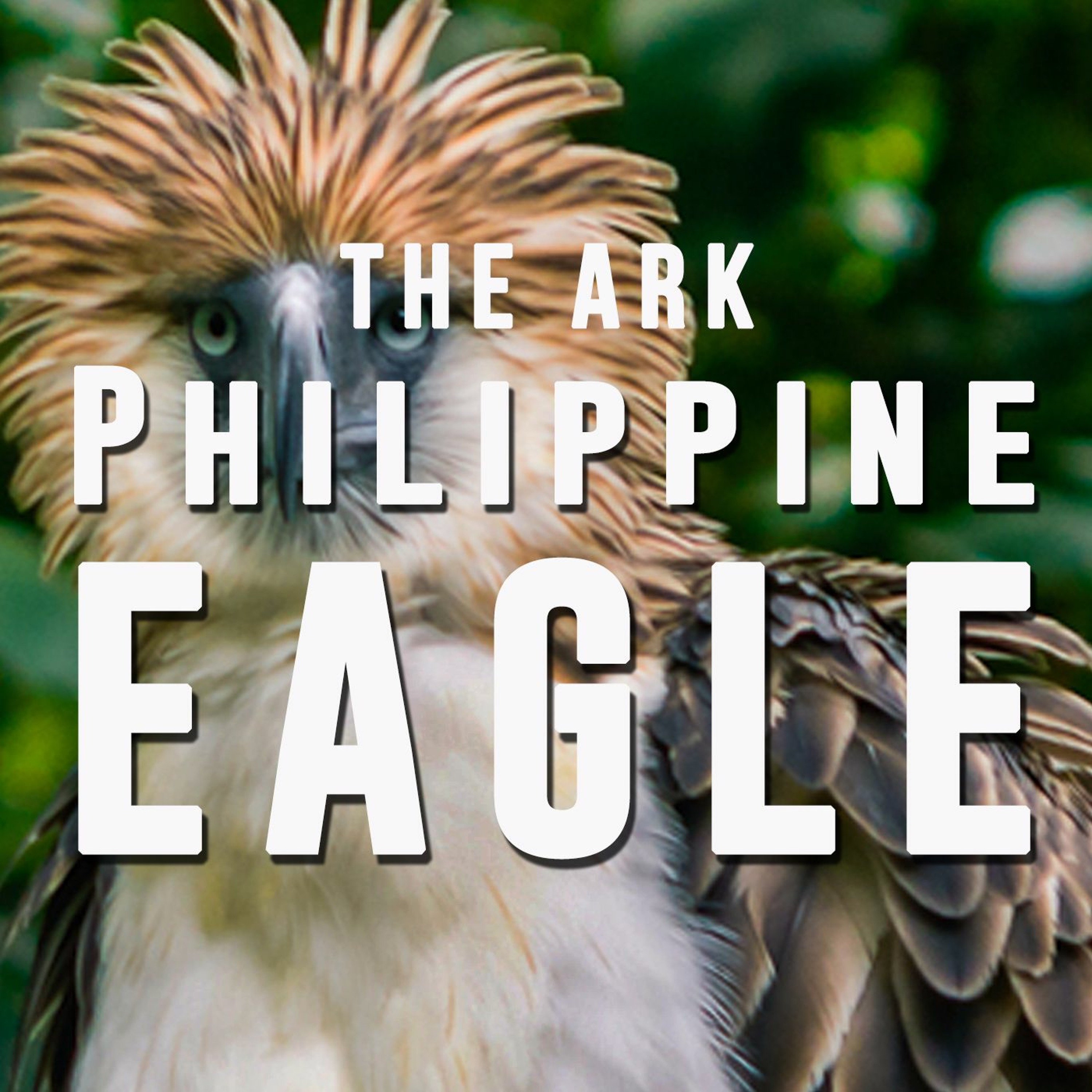 Episode 9 - Philippine Eagle