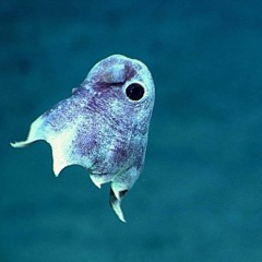 Ori Shochat - Spells