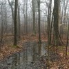 Forest Drizzle