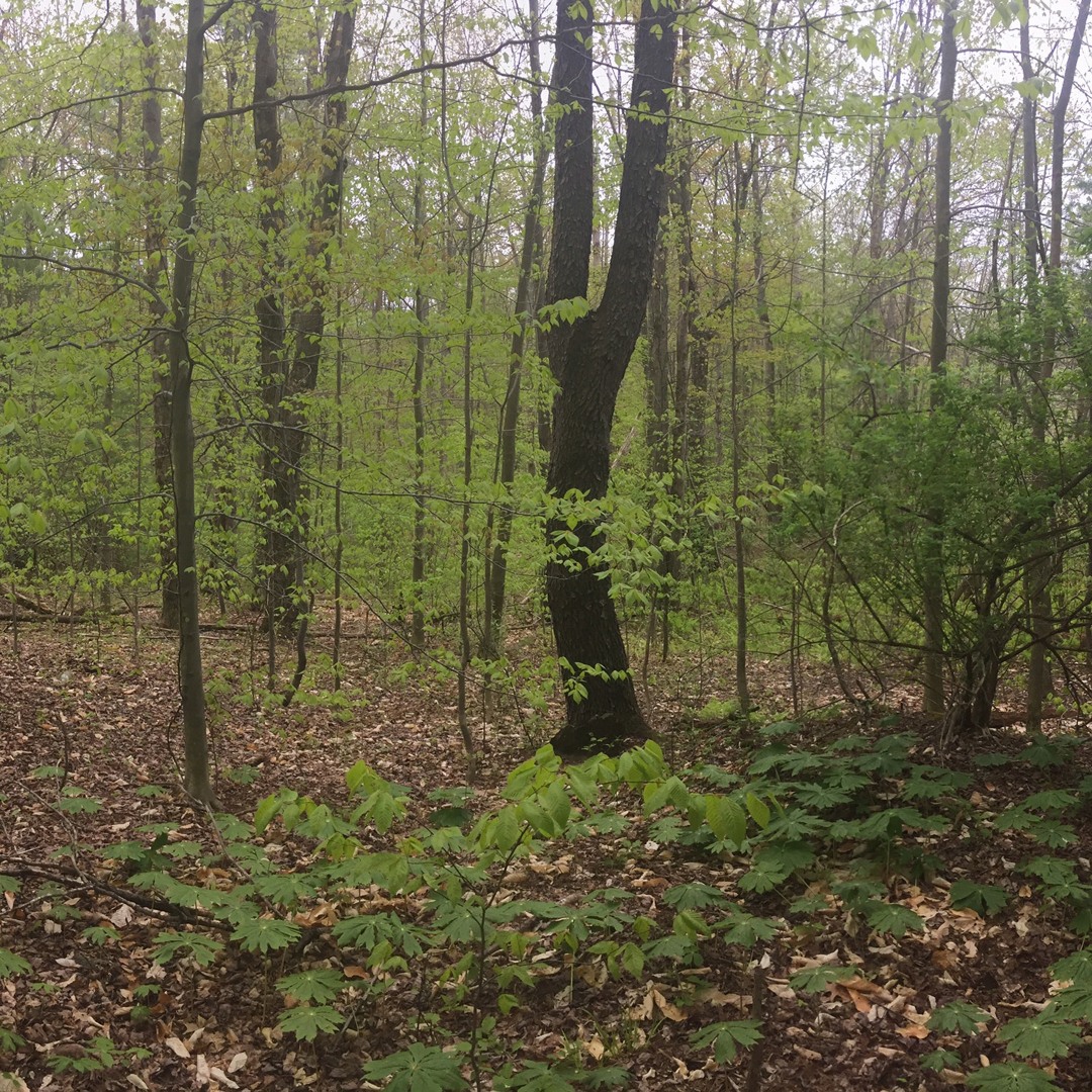 Stream Lang Elliott – Music of Nature | Listen to Nature Sounds