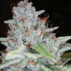 Wake & Bake/TrippieLife