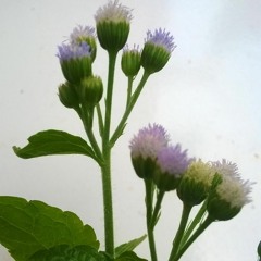 Aku tak butuh cinta mimin aminah