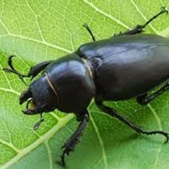 Black Beetles Freestyle