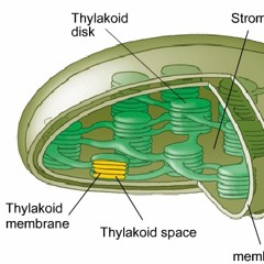 Thylakoid Space