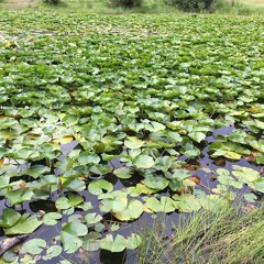 THE OTOGIBANASHI'S- Fountain Mountain