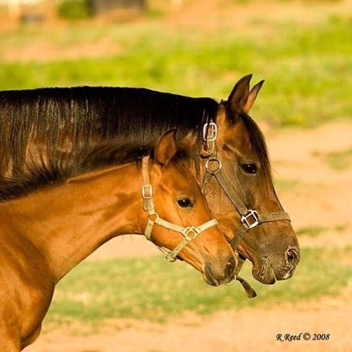 Stream episode Denton Horse Country Tour Texas Road Trippin ' by