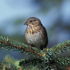 Willowbrook Sparrow Meditation