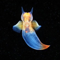 Challenger Deep