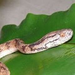 The Snake And The Snail