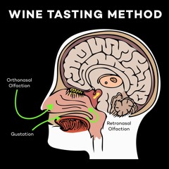 How To Taste Wine
