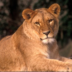 O.L.O.F. (One Love Ô Femmes) (prod. Scarecrow Beats)