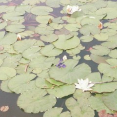 Linder - In the Same Plot