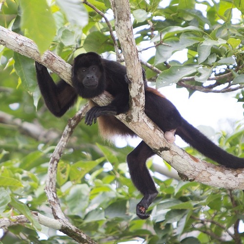 Howler Monkey (Alouatta caraya)