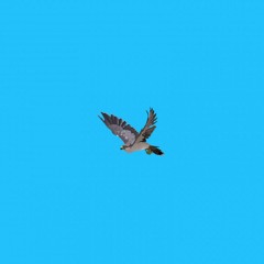 Falcon