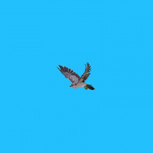 Falcon