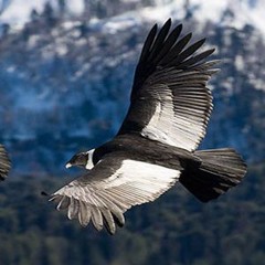 LPM - Ojo del Condor