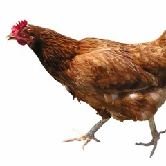 My Chicken Died