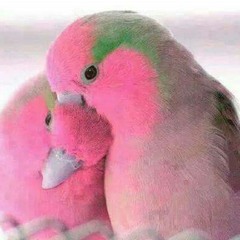 قاللي تعالي .... عفاف راضي  الرقة والرقي