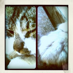 TBBF présente... - août 2013