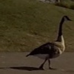 Whoop Dop Sound - Rap Hustlin'