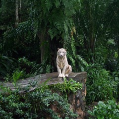 Jungle Dubstep and Didgeridoo